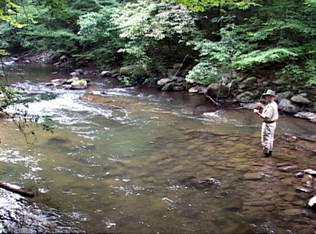 Fly Fishing On The Beaverdam Creek In Tennessee - The Perfect Fly Store