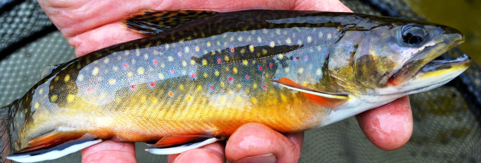 Fly Fishing Report On The Boardman River The Perfect Fly Store