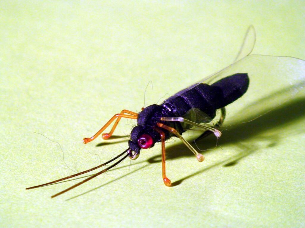 Cicada Fly
