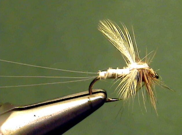 Eastern Pale Evening Dun Spinner - The Perfect Fly Store