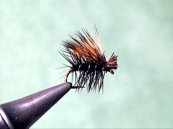 Black Elk Hair caddisfly