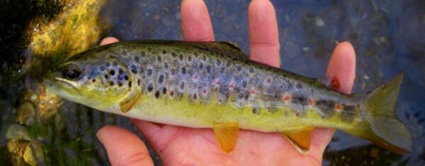 Fly Fishing On The Forney Creek (GSMNP) North Carolina - The Perfect ...