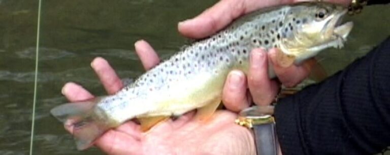 Fly Fishing On The French Creek Pennsylvania The Perfect