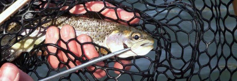 Fly Fishing On The Green River North Carolina The