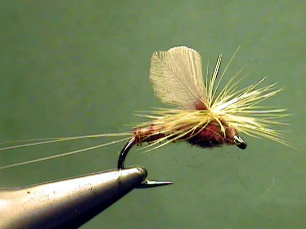 Hendrickson and Red Quill Dun (Male) - The Perfect Fly Store