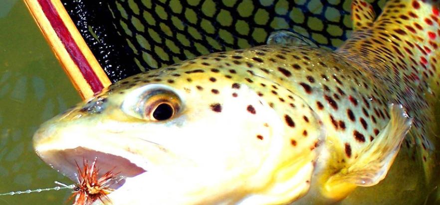 Fly Fishing On The Jacks River, Georgia - The Perfect Fly Store