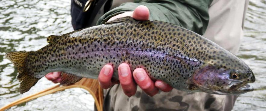 Fly Fishing On The Lower Jackson River In Virginia - The Perfect Fly Store