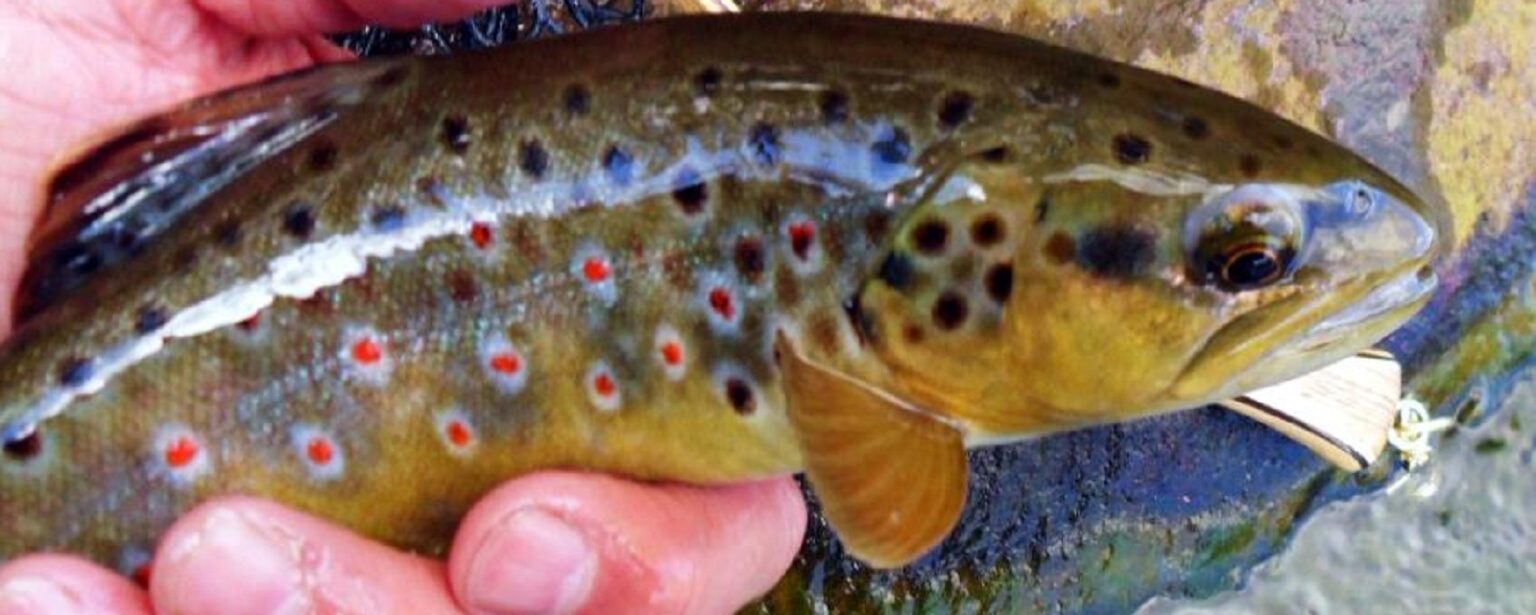 Fly Fishing Report On The Lower (And Middle) Owens River In California ...