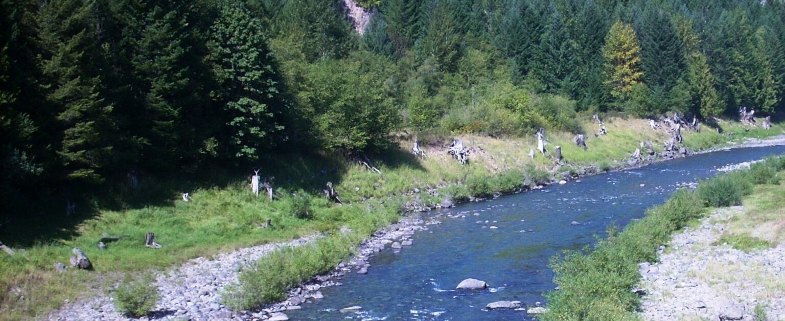 Fly Fishing Report On The McKenzie River In Oregon - The Perfect Fly Store