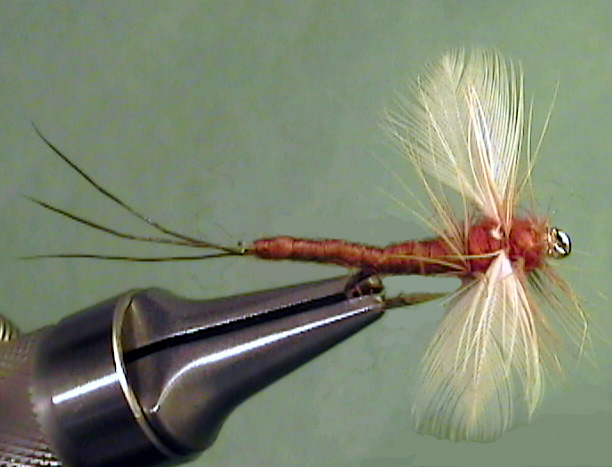 Slate Drake Spinner - The Perfect Fly Store
