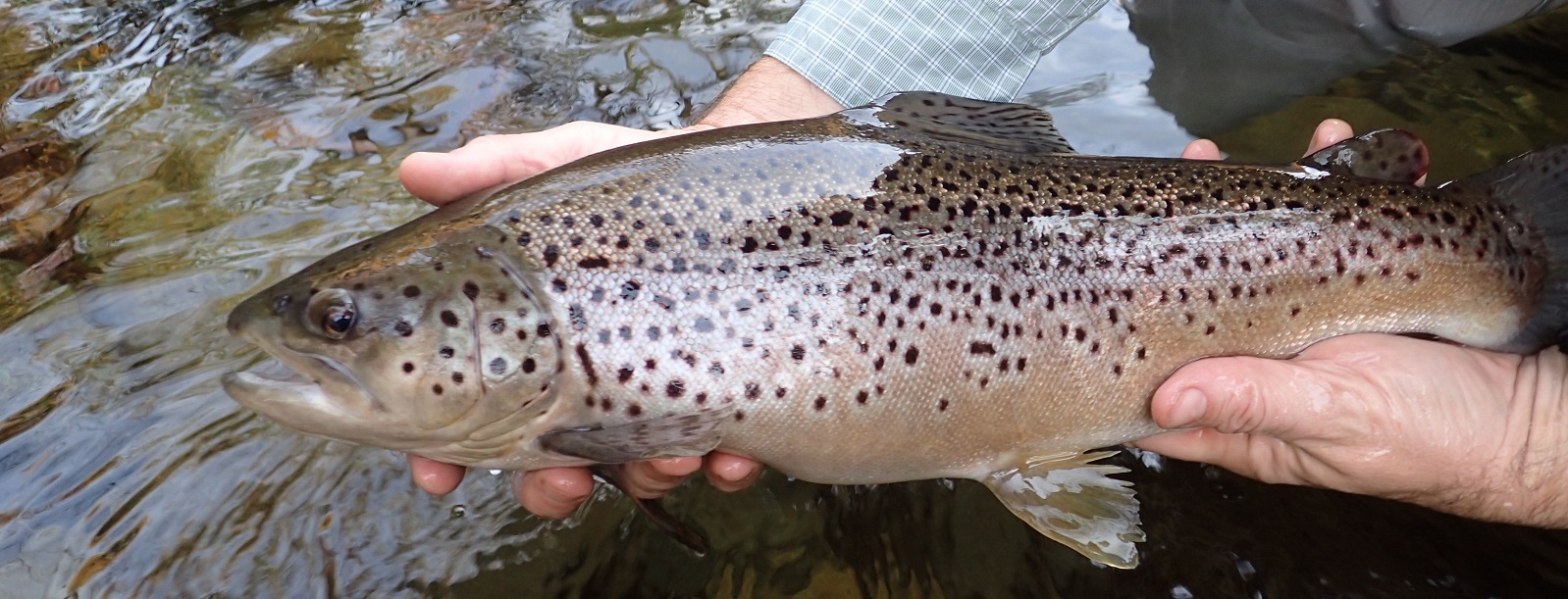 Fly Fishing Report On The South Fork Of The Snake River In Idaho - The ...