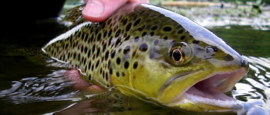 Fly Fishing Report On The South Holston River In Tennessee - The ...