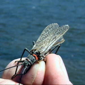 Salmonfly