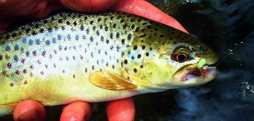 Fly Fishing On The Swift River In Massachusetts - The Perfect Fly Store