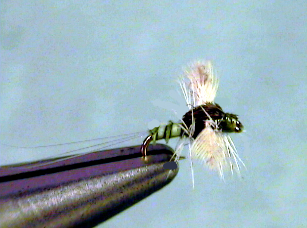 Trico Spinner (Female)