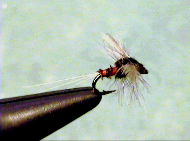 Trico Spinner (Male)
