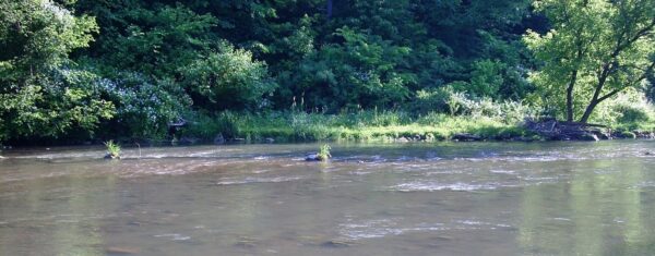 Fly Fishing On Tulpehocken Creek Tailwater In Pennsylvania - The ...