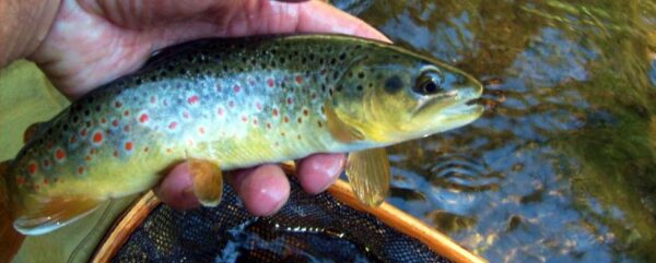 Fly Fishing On The Upper Chattooga River North Carolina - The Perfect ...