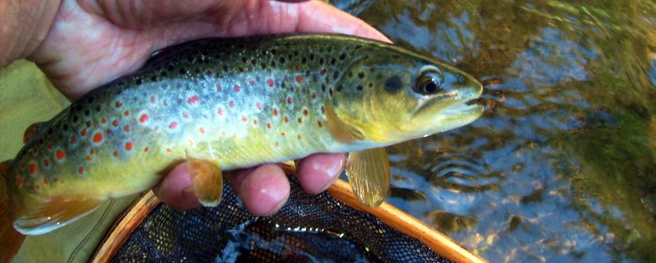 Fly Fishing On The Upper Chattooga River North Carolina - The Perfect 