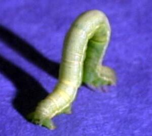 Inch Worms