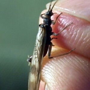 Little Brown Stonefly