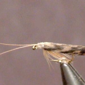 Adult Spotted Sedge Caddisfly