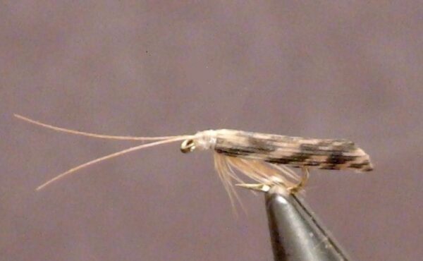 Adult Spotted Sedge Caddisfly