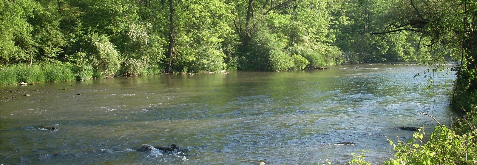 Fly Fishing On The Upper Jackson River In Virginia - The Perfect Fly Store