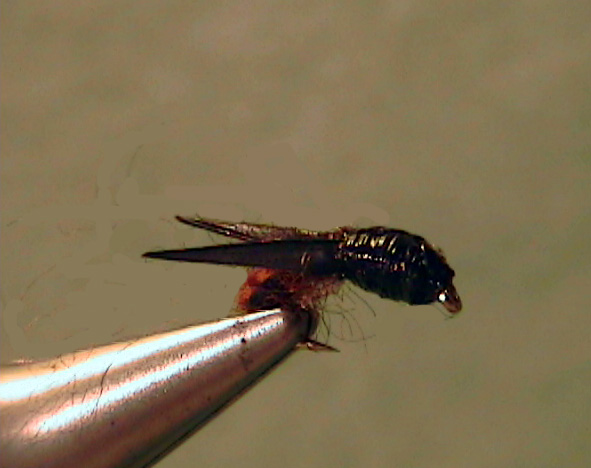 Water Boatman Nymph - The Perfect Fly Store
