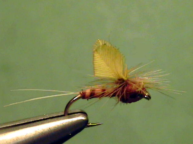 Western Ginger Quill Dun - The Perfect Fly Store