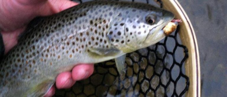 Fly Fishing On The Beaver Dam Tailwater, Arkansas - The Perfect Fly Store