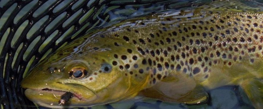 Fly Fishing On The Lower Mountain Fork River, Oklahoma - The Perfect ...