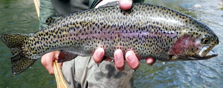 Fly Fishing On The Putah Creek, California - The Perfect Fly Store