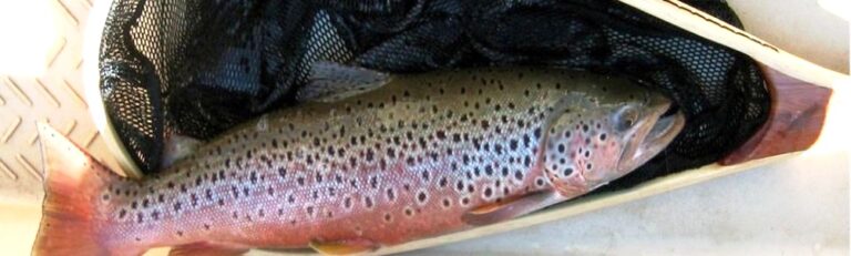 Fly Fishing Report On The Salt River In Wyoming - The Perfect Fly Store