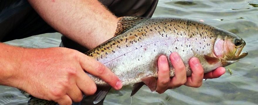 GIFTS FOR THE HOME – Fly Fish Wyoming