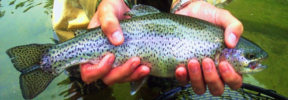 Fly Fishing Report On the West Branch Ausable River in New York