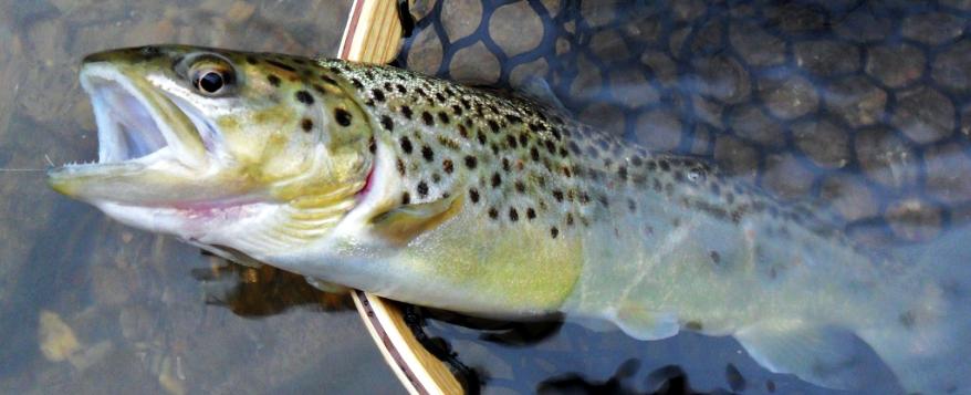 Fly Fishing On The Youghiogheny River, Maryland - The Perfect Fly Store