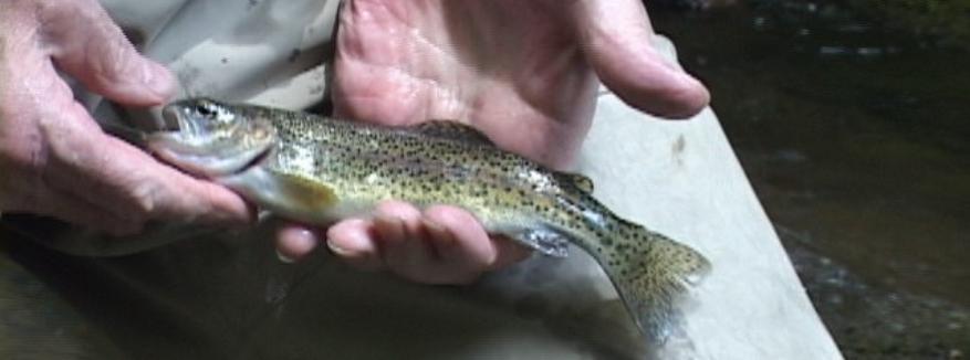BEST LEADER FOR MONTANA TROUT FISHING