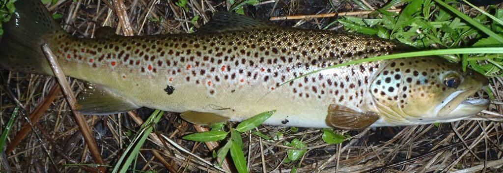 whitewater river brown trout