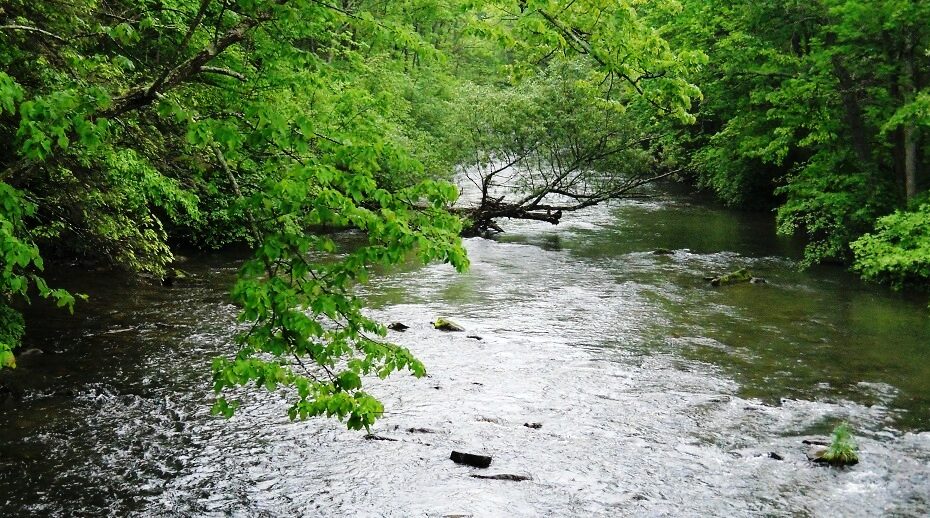 Featured Streams - Eastern Prong of Little River in Great Smoky