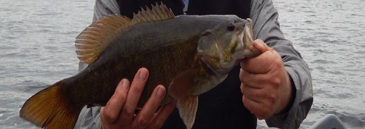 Smallmouth Bass