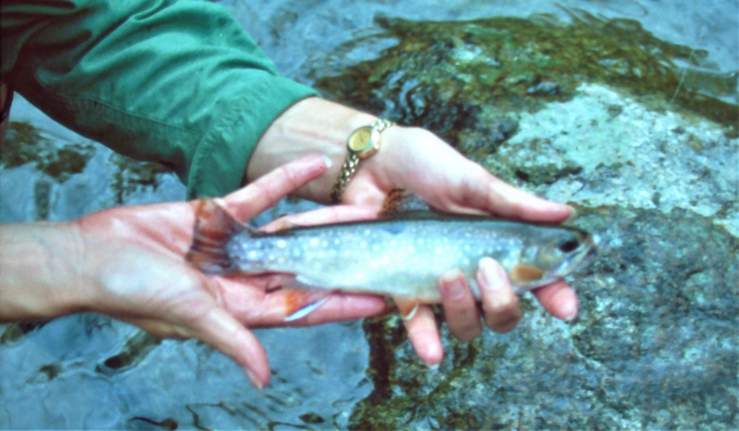 Fly Fishing On The North Fork of the White River, Missouri - The