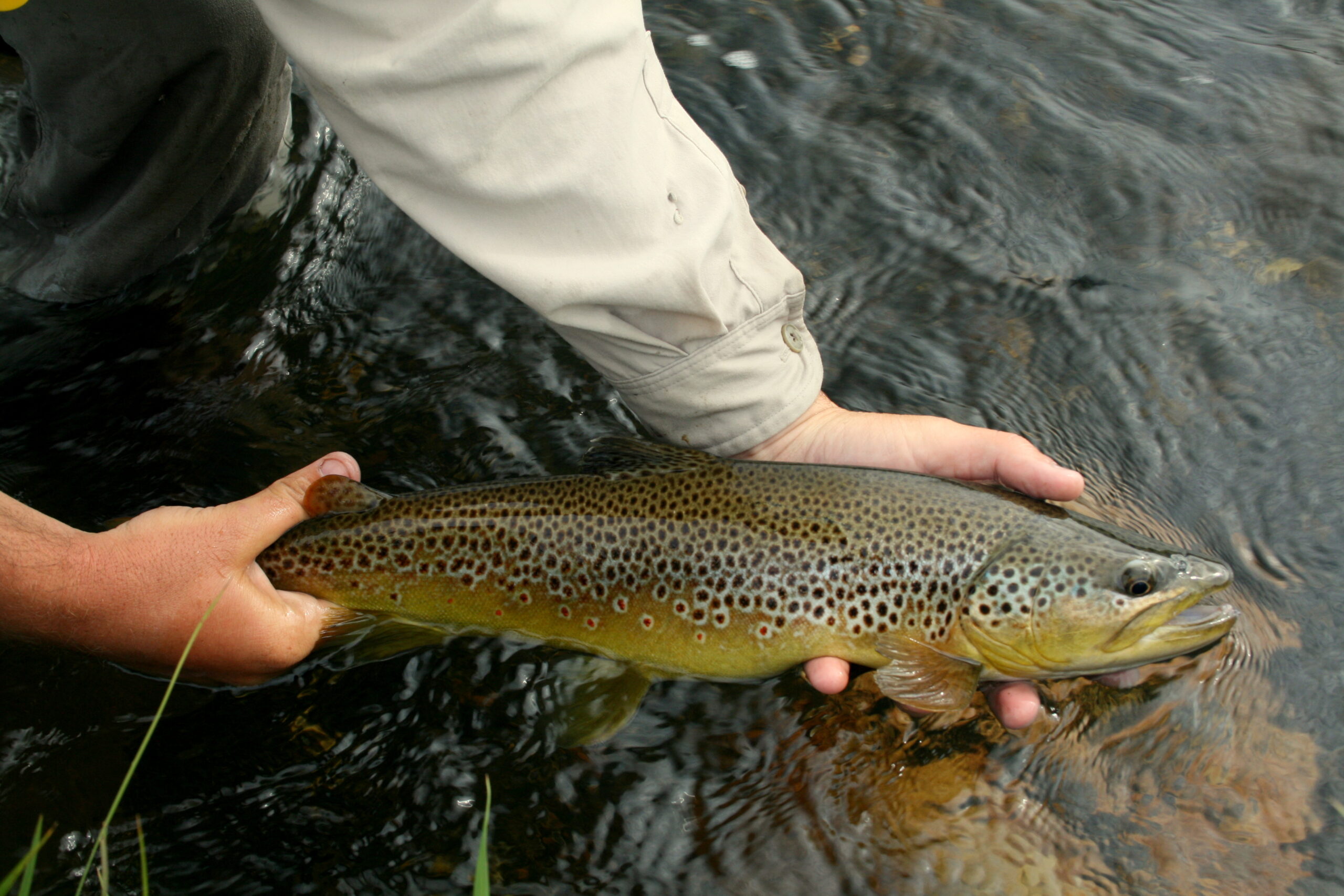Fly Fishing On The Madison River, YNP Wyoming - The Perfect Fly Store
