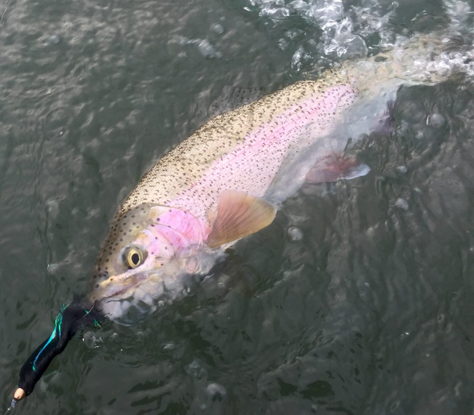 Fly Fishing On The Rocky River, Ohio - The Perfect Fly Store