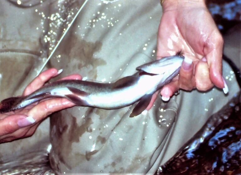 Fly Fishing On The Duck River (Normandy Dam) Tailwater, Tennessee The