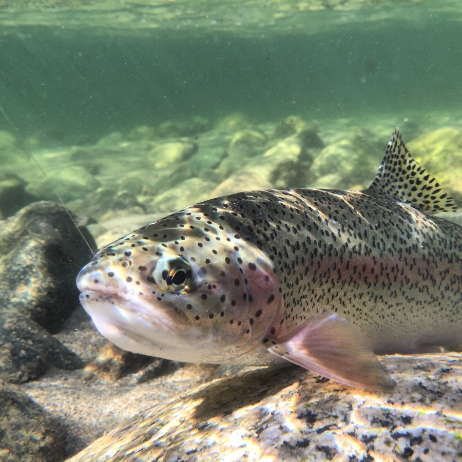 Fly Fishing Report On The Colorado River (Lees Ferry), Arizona