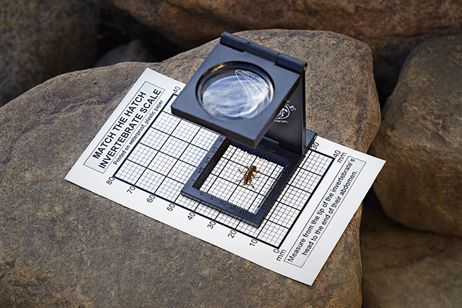 MTH Invertebrate Magnifier and Hook Size Chart